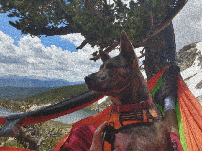 Dog in a hammock
