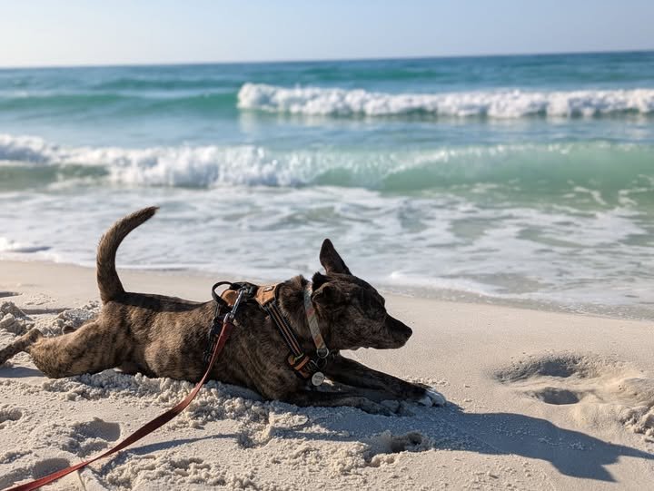 Aspen the Dog on a Gulf of Mexico beach